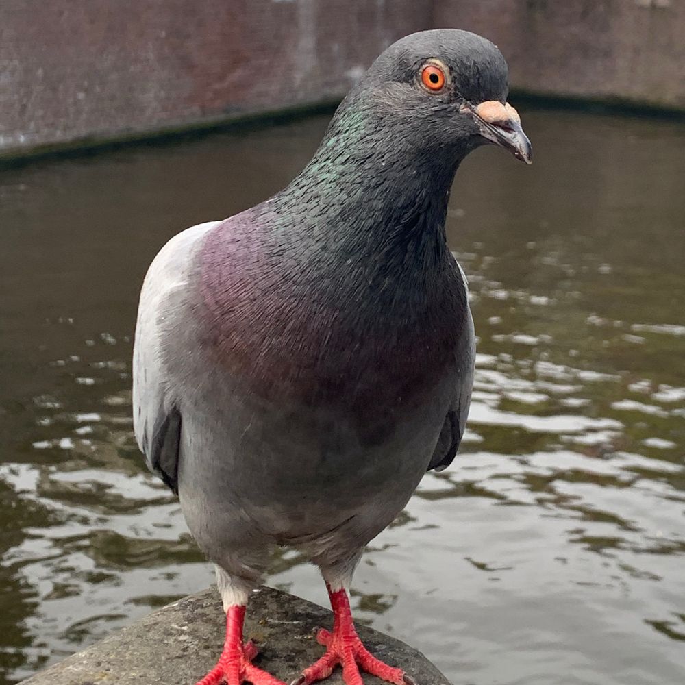 Kal