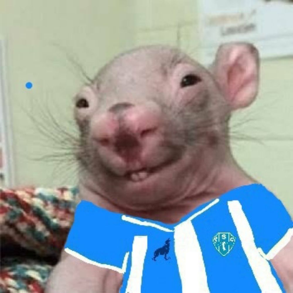Rato bicolor