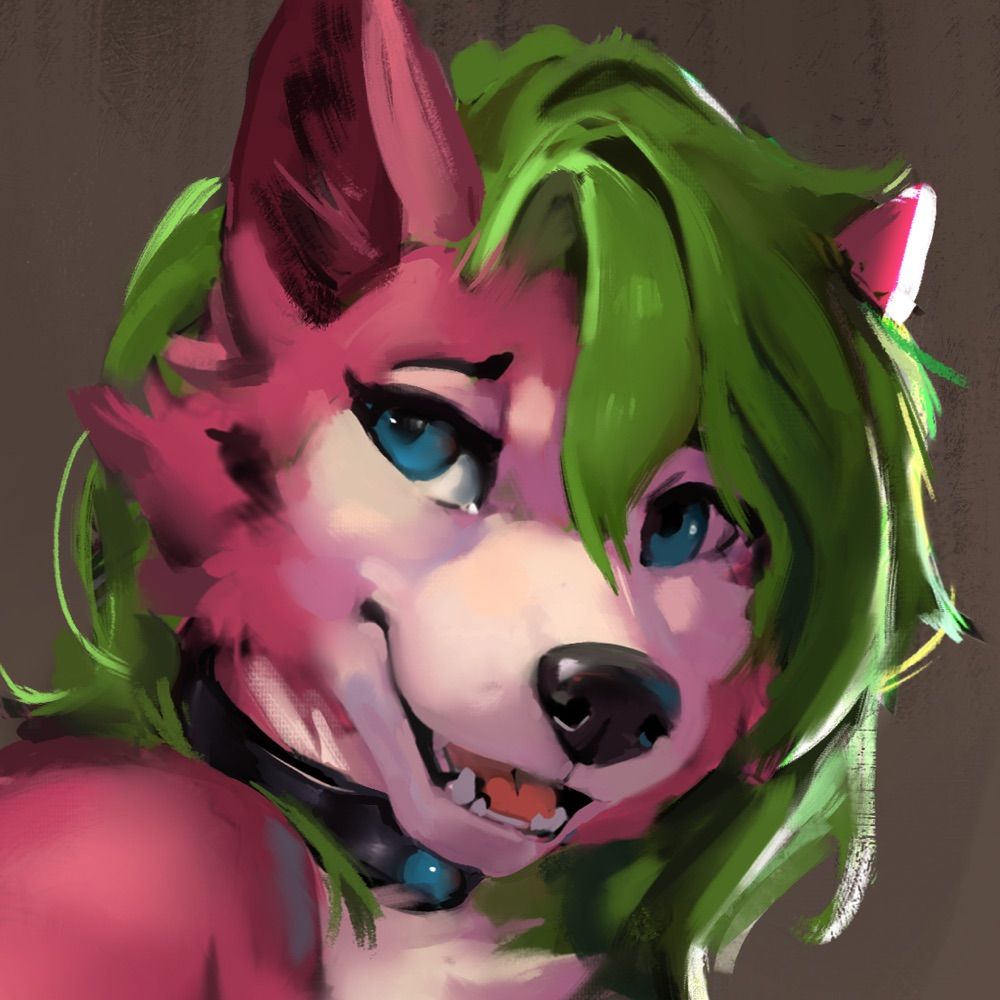 Jinx The Husky
