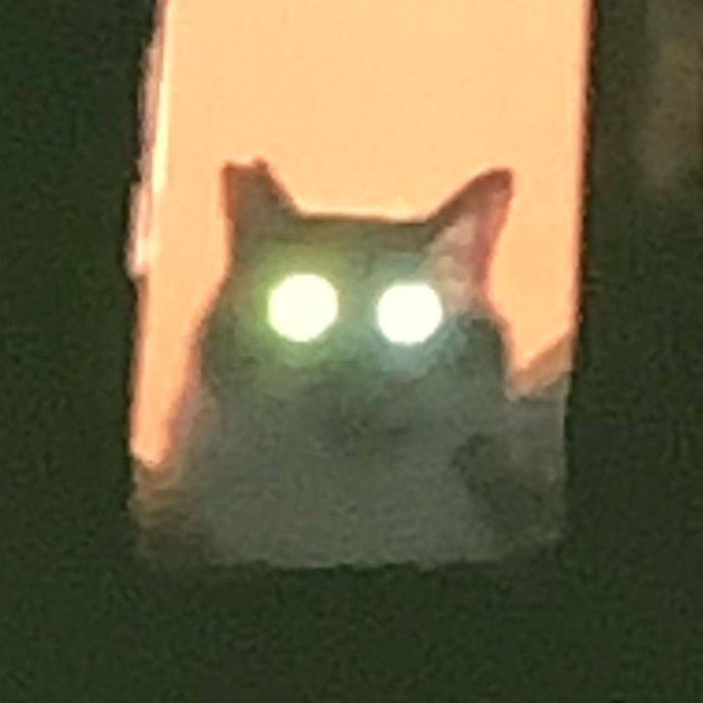 potato cat huladance