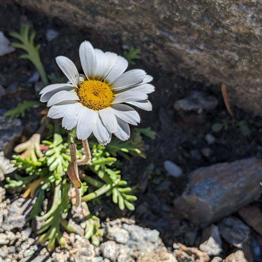 Pedro Nature