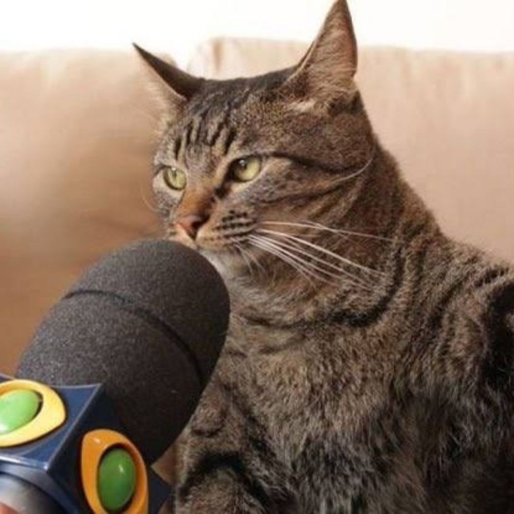 Gato calvo