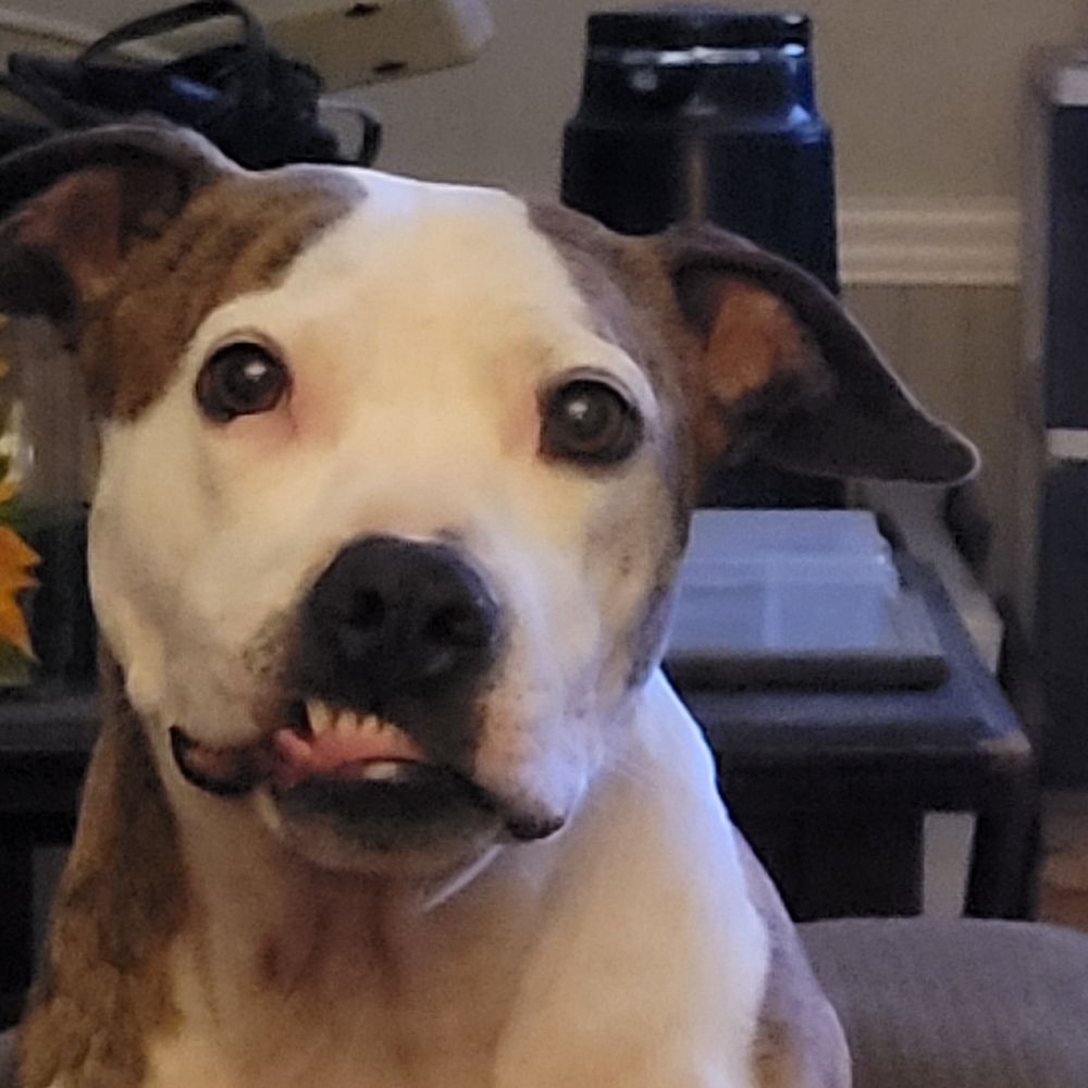 Idkwhatdoyouwanttoeat