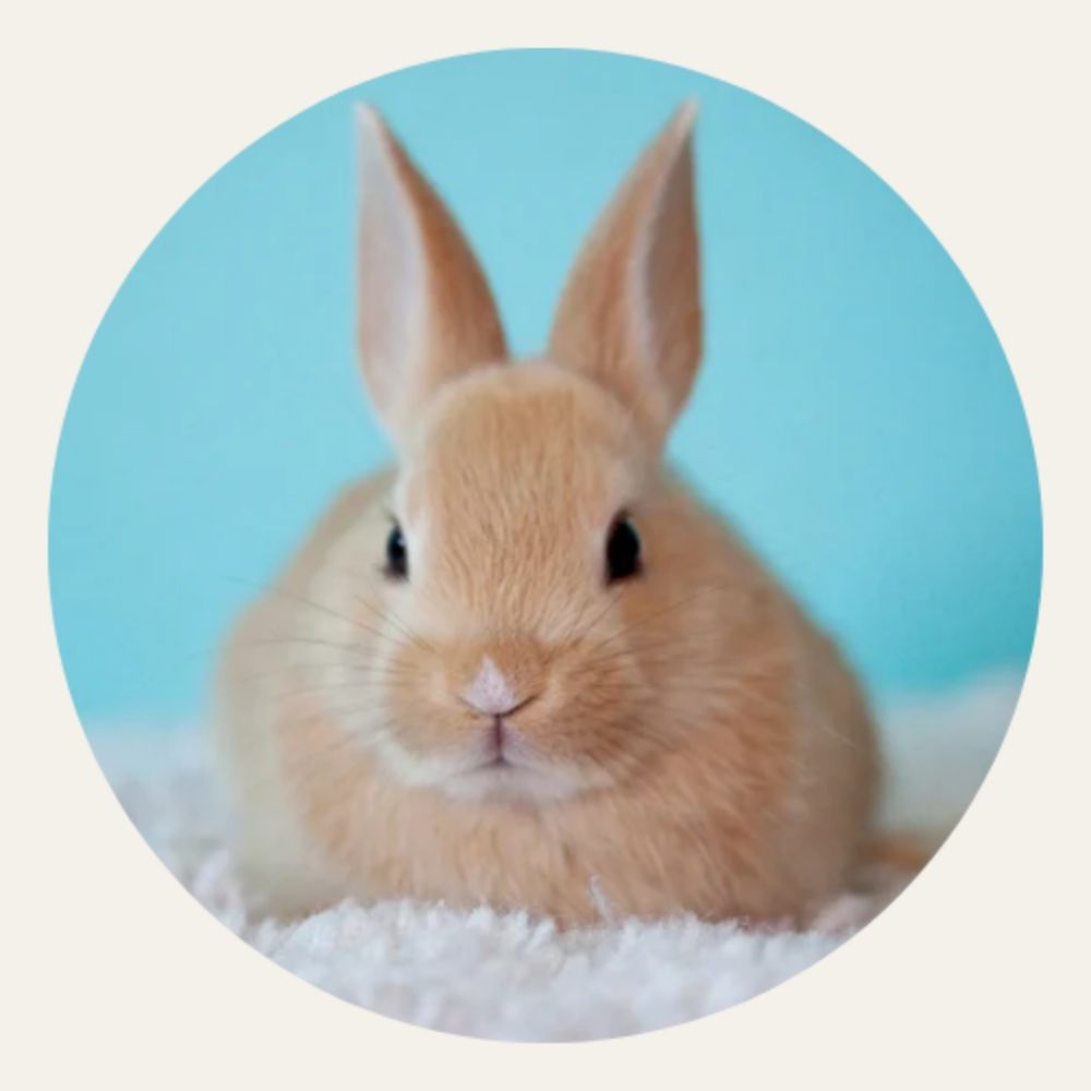 Profile picture rabbitlovers.bsky.social