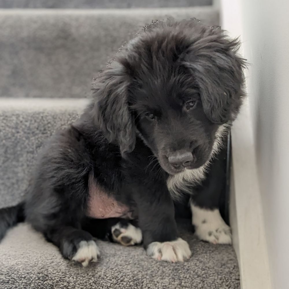 Bear the dog