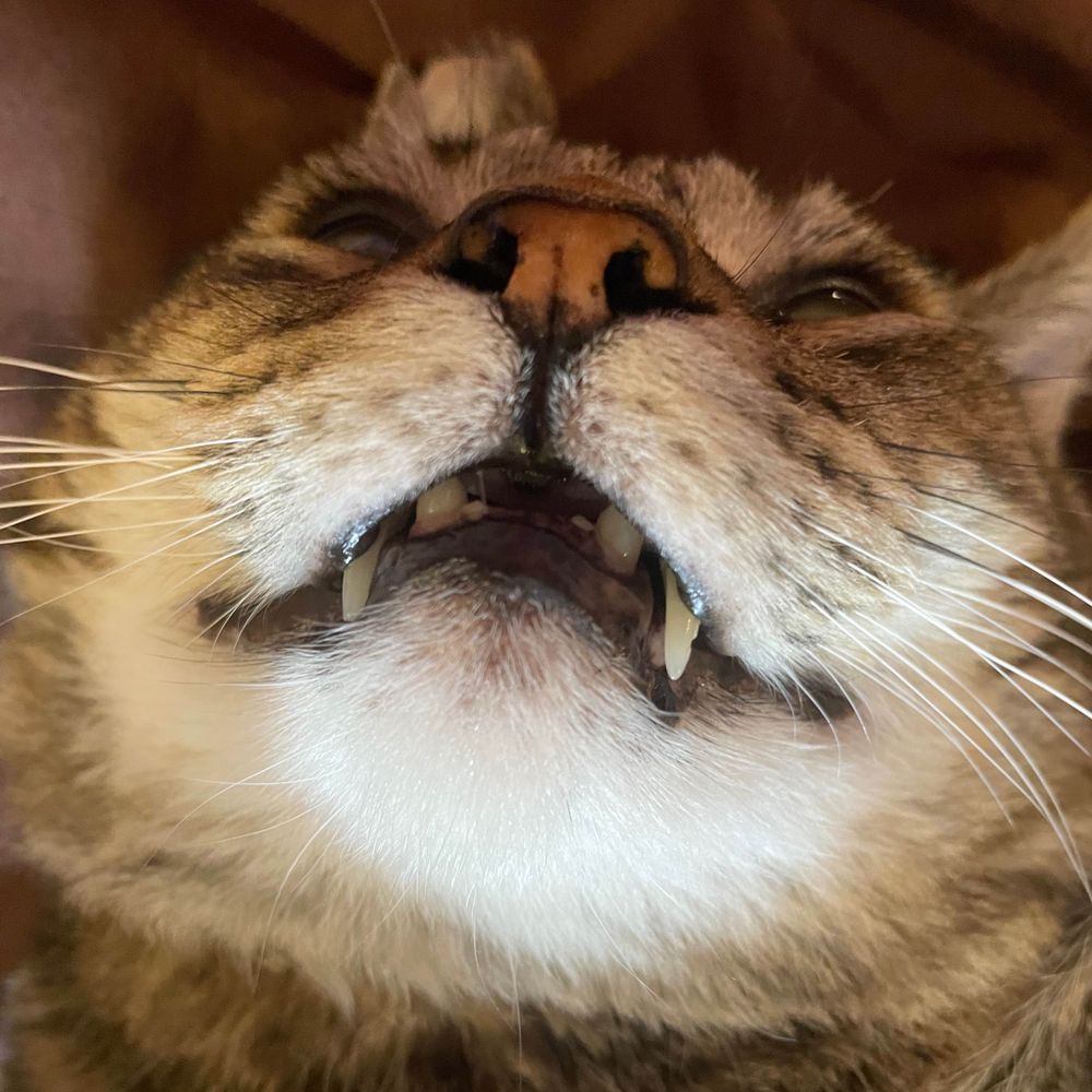 Big Mac the cat
