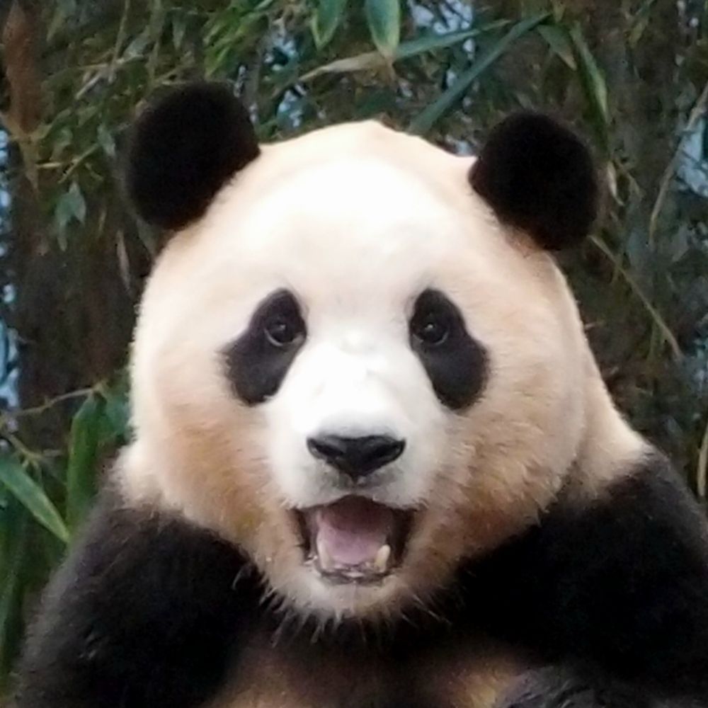 청채