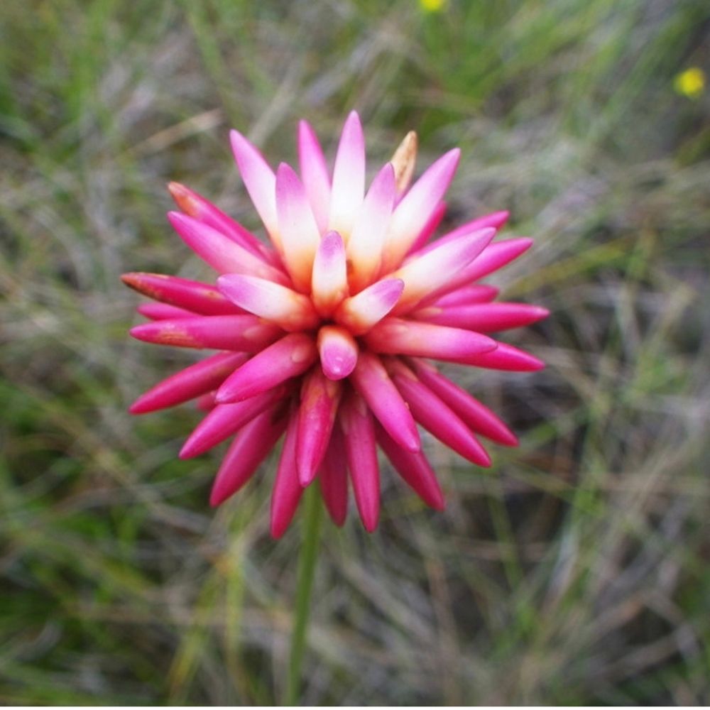 Liwi'  Flor de Inírida en lengua indígena curripaco.