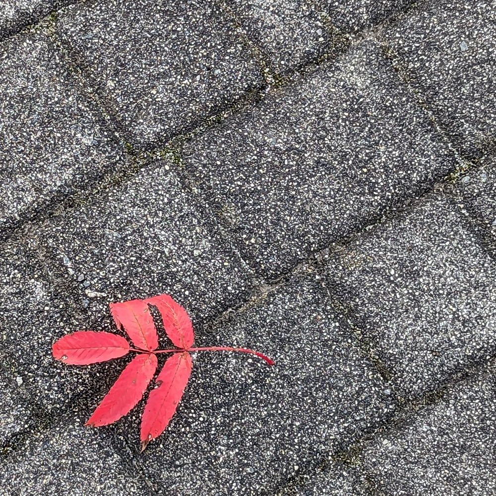 唐牛
