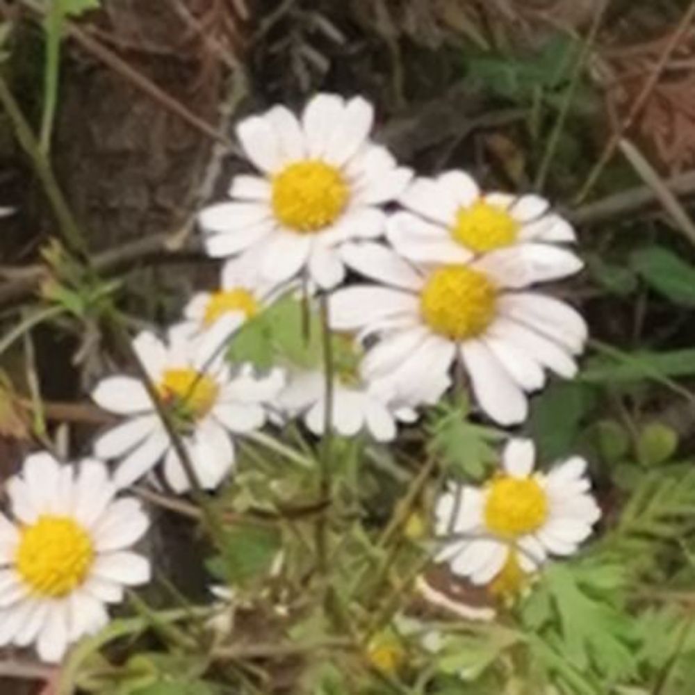 织