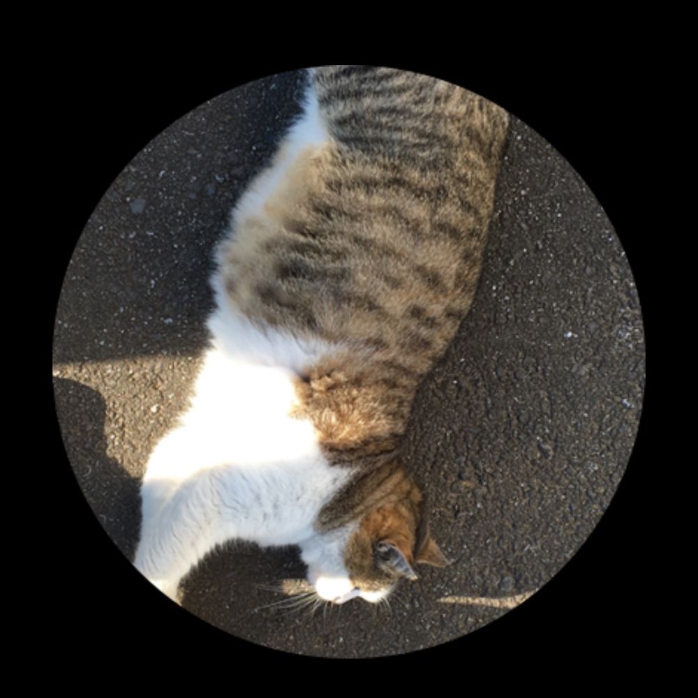 はぐれひさりん純情派