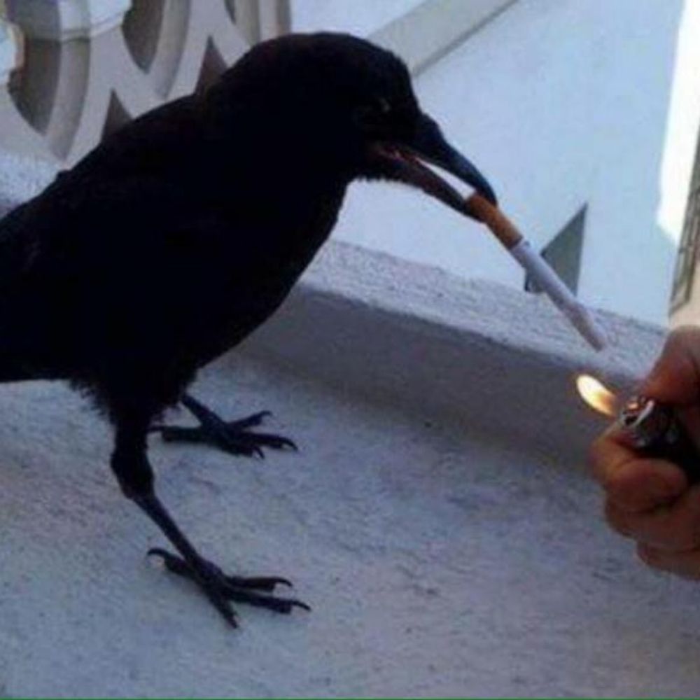 bolado