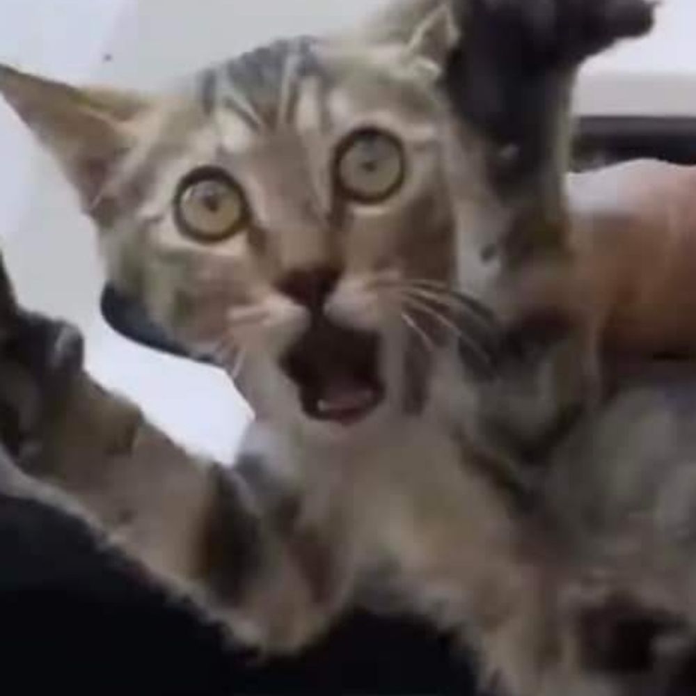 マグロ🐟️