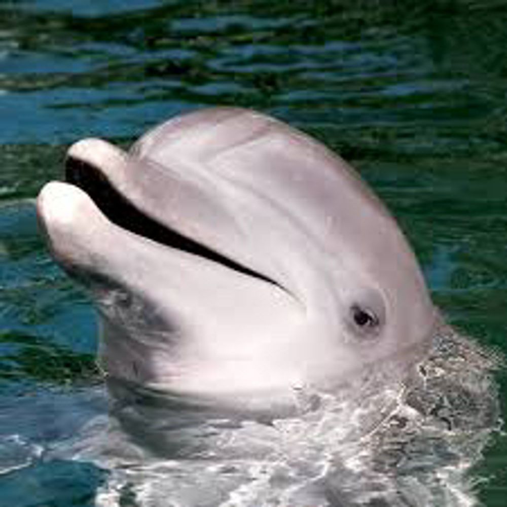 素早く泳ぐイルカ🐬