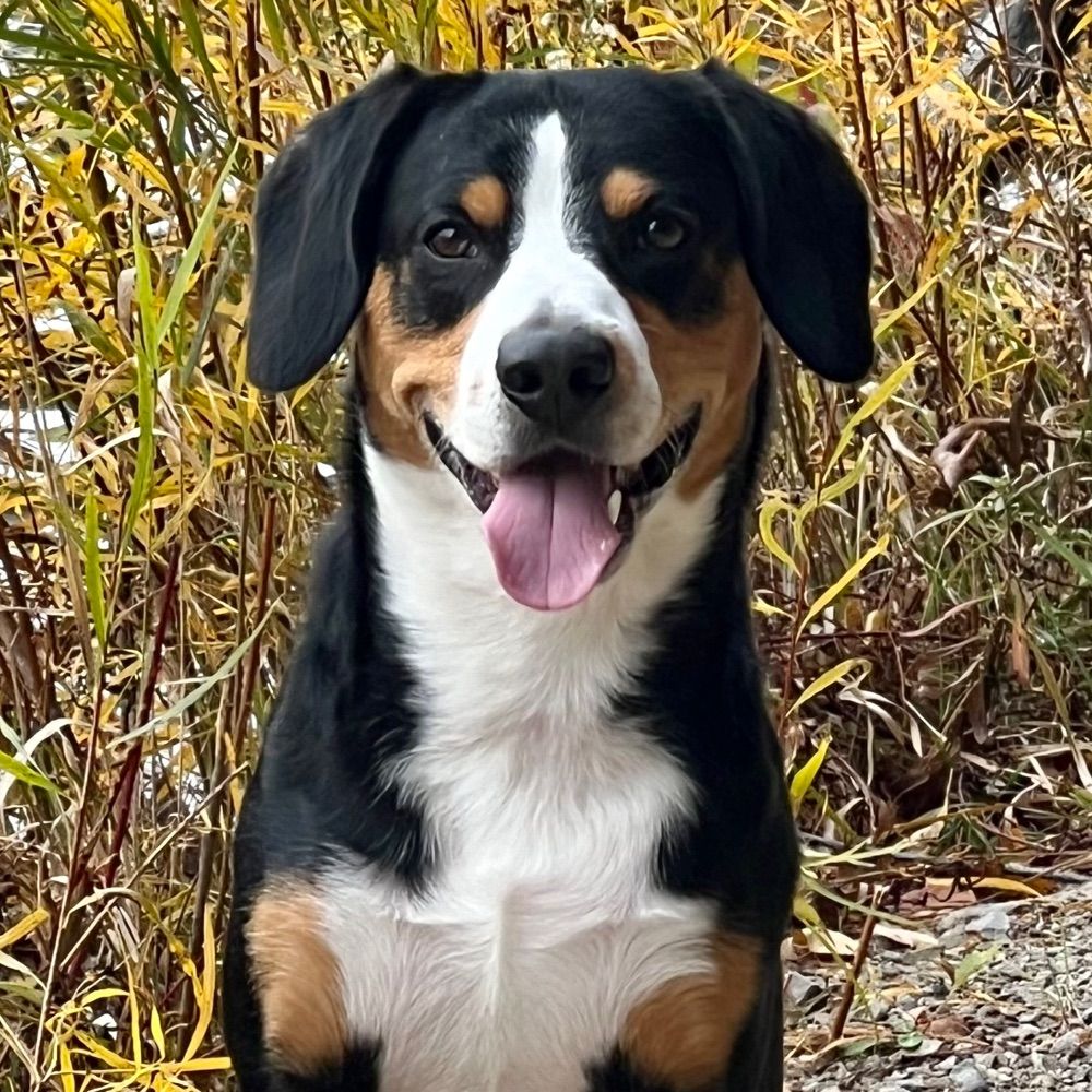 Entlebucher_J