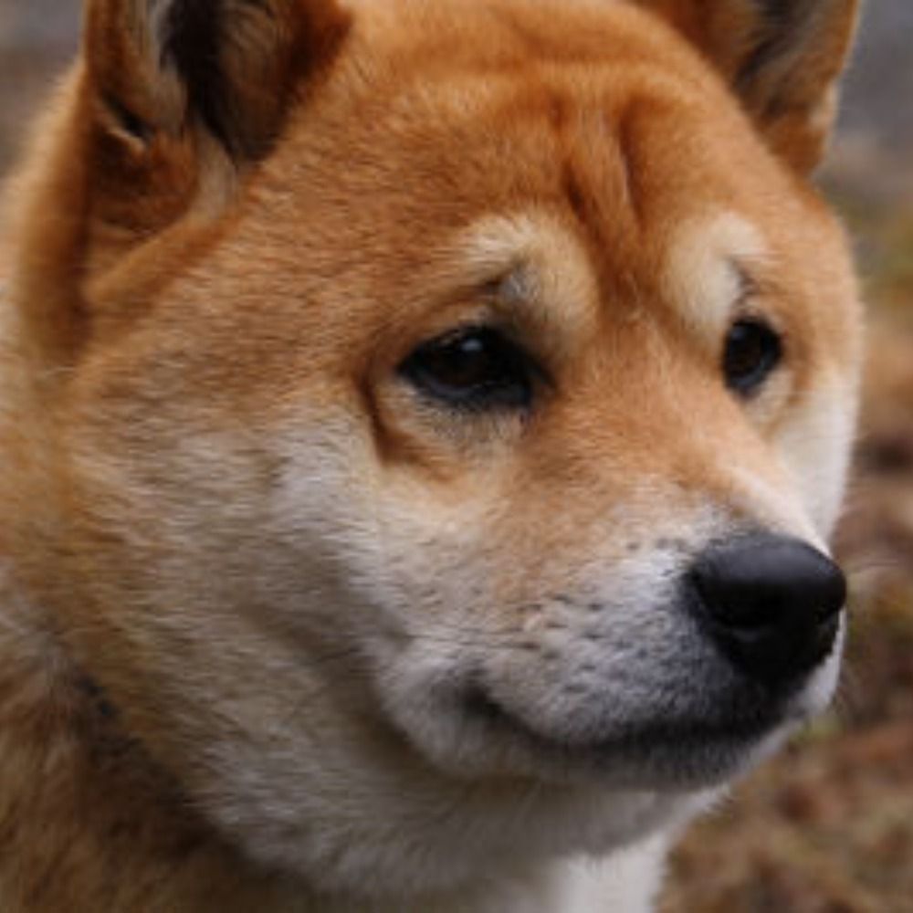スパハム