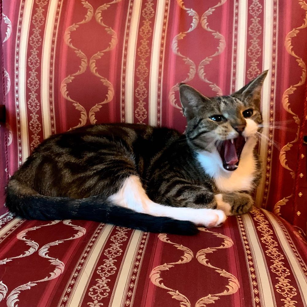 Müde Matriarchin