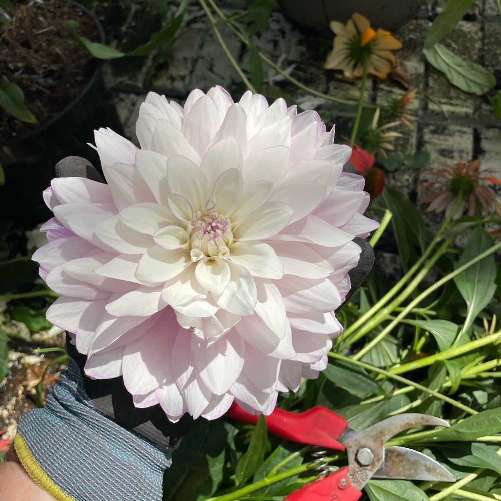FlowerBoy