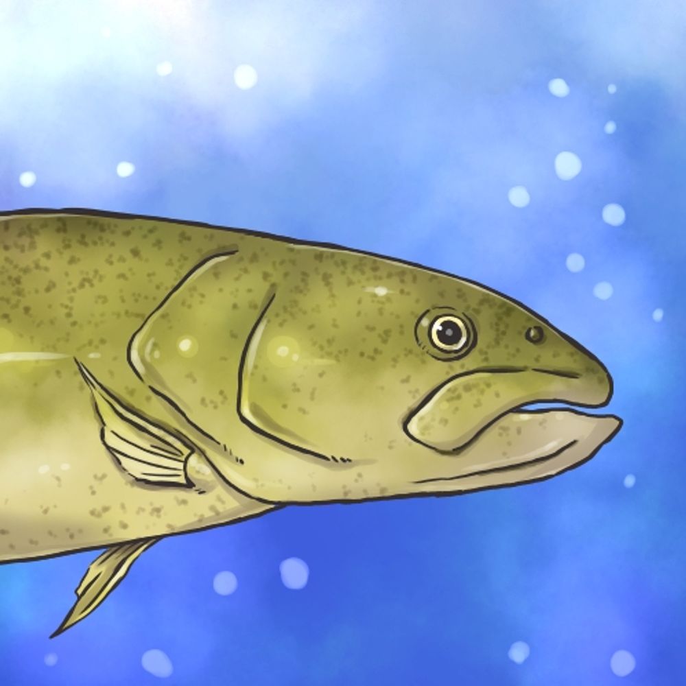 伊富魚🐟いとう