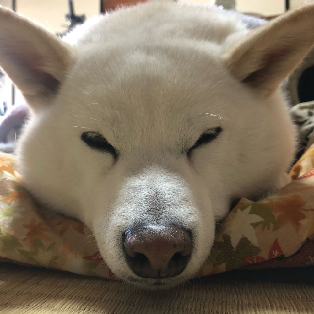 ふしちょう