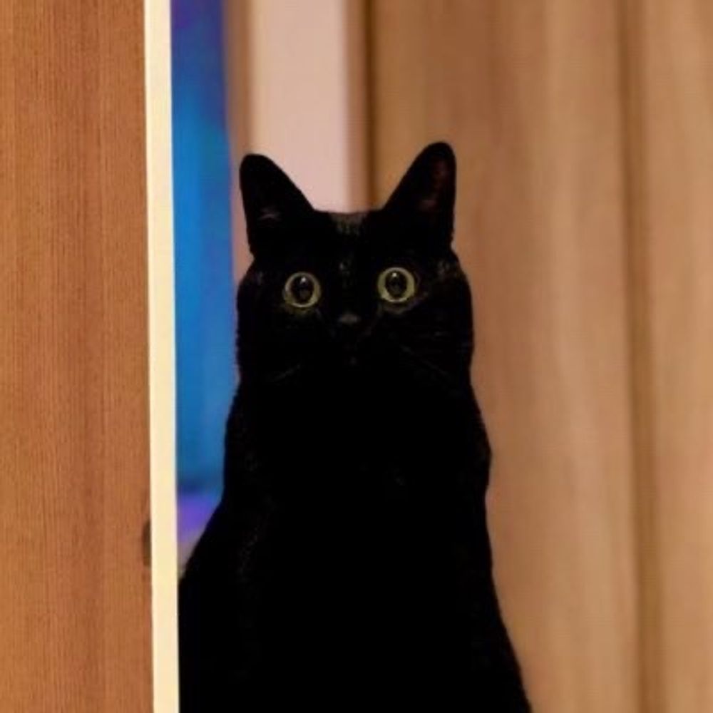 クロ猫