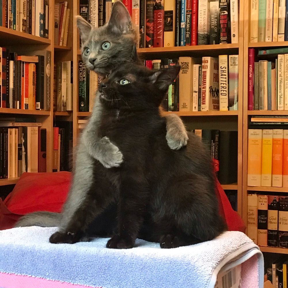 FuzzBrothers