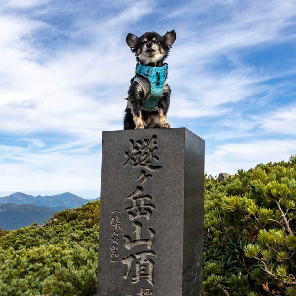 登山犬アーロン