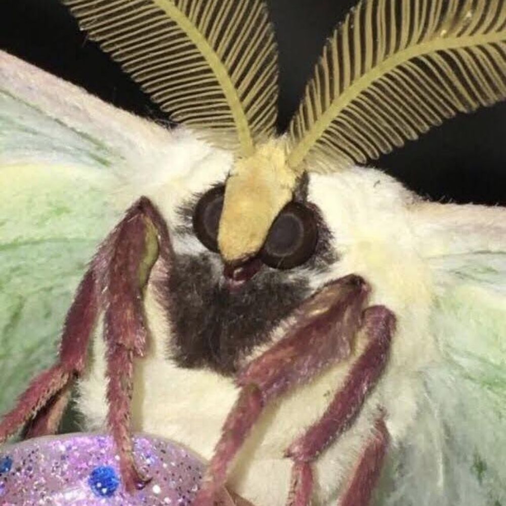 Ari