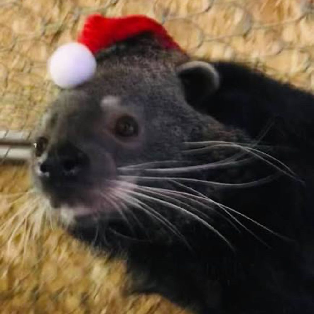 princesslux.bsky.social