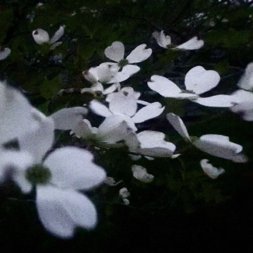☽✶ Della ✶☾