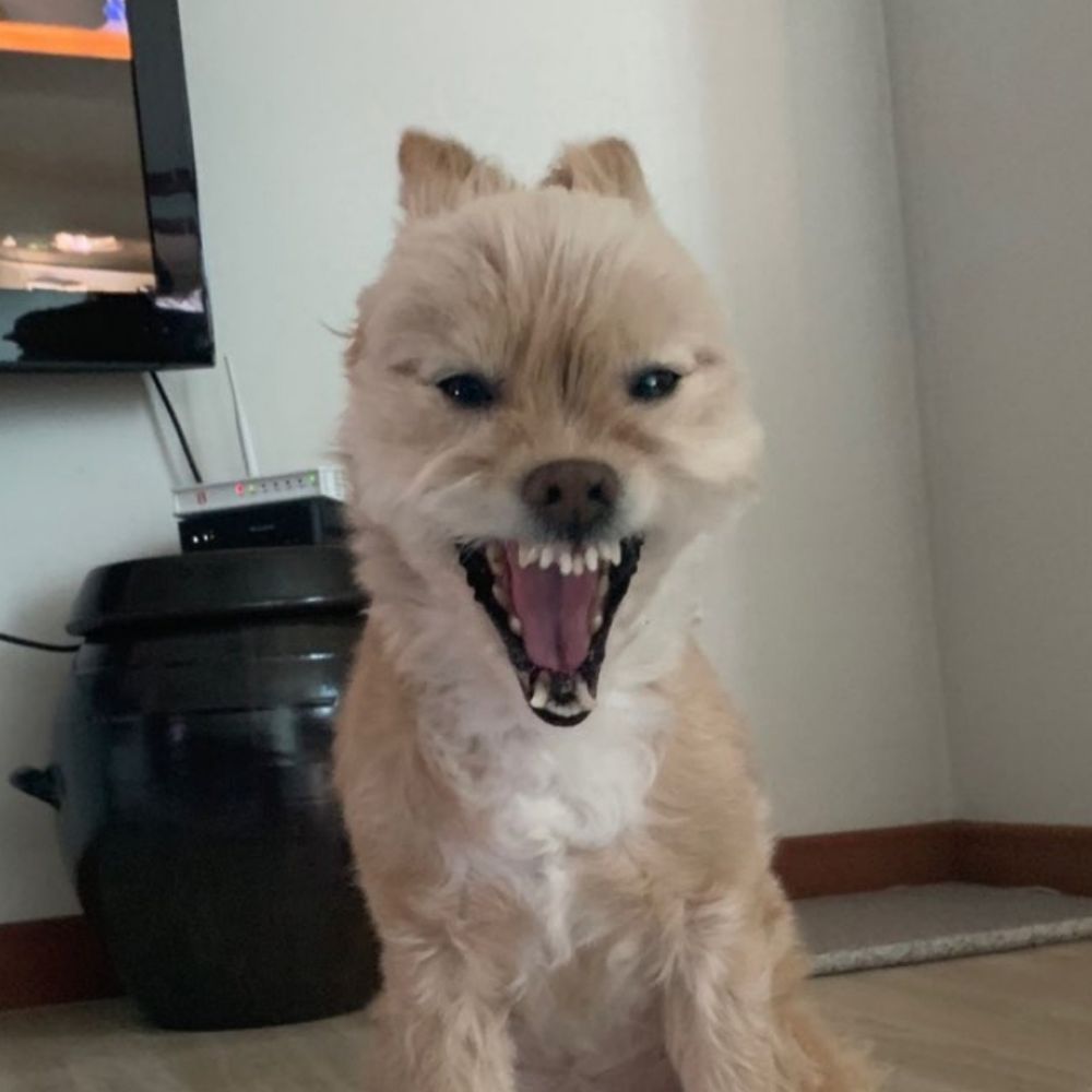 도치