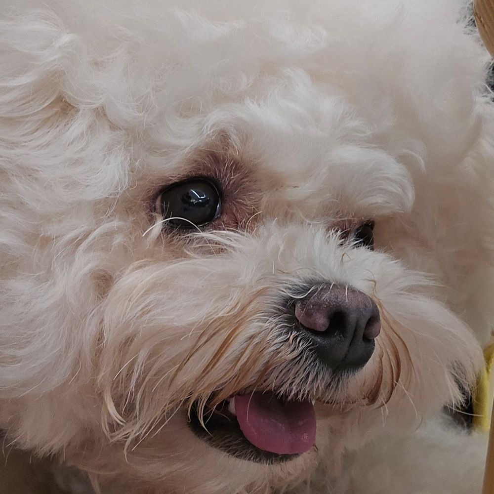 맹