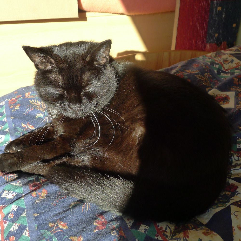 mycatjosie