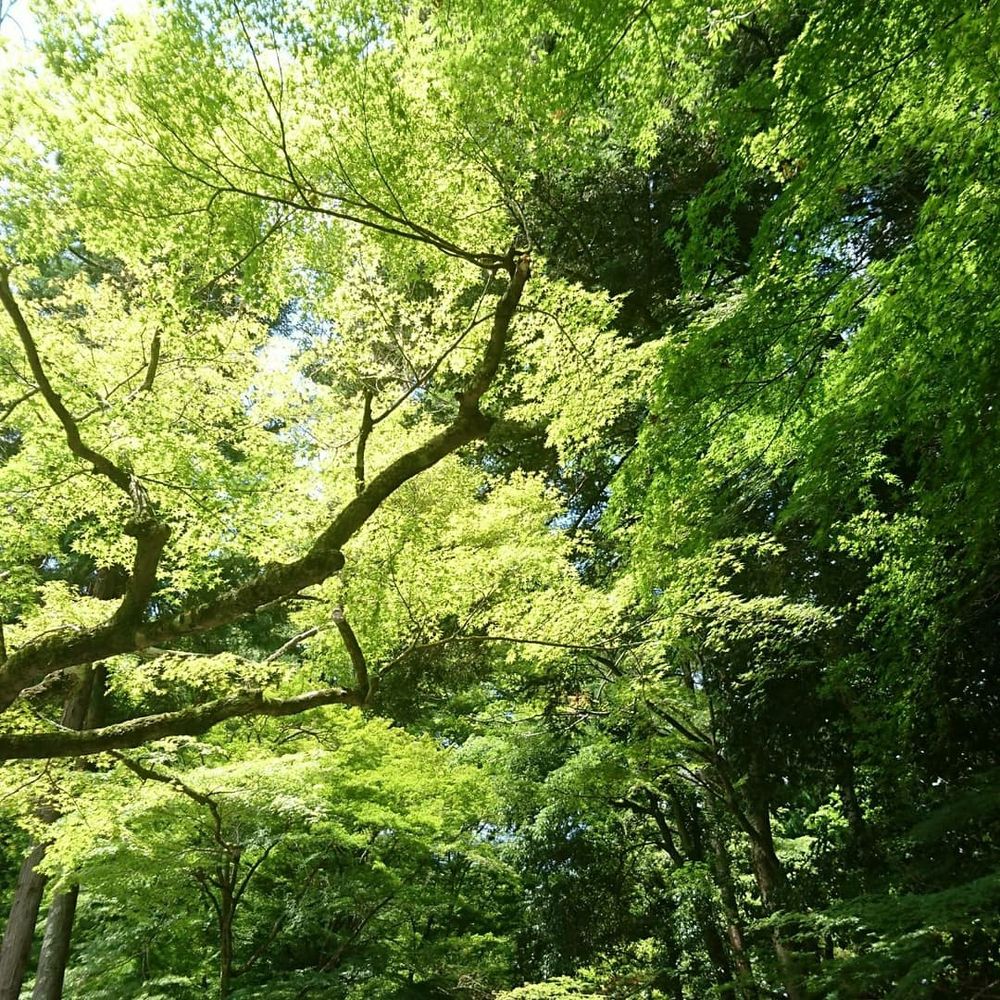 雷兎
