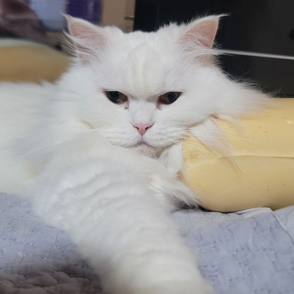 고프