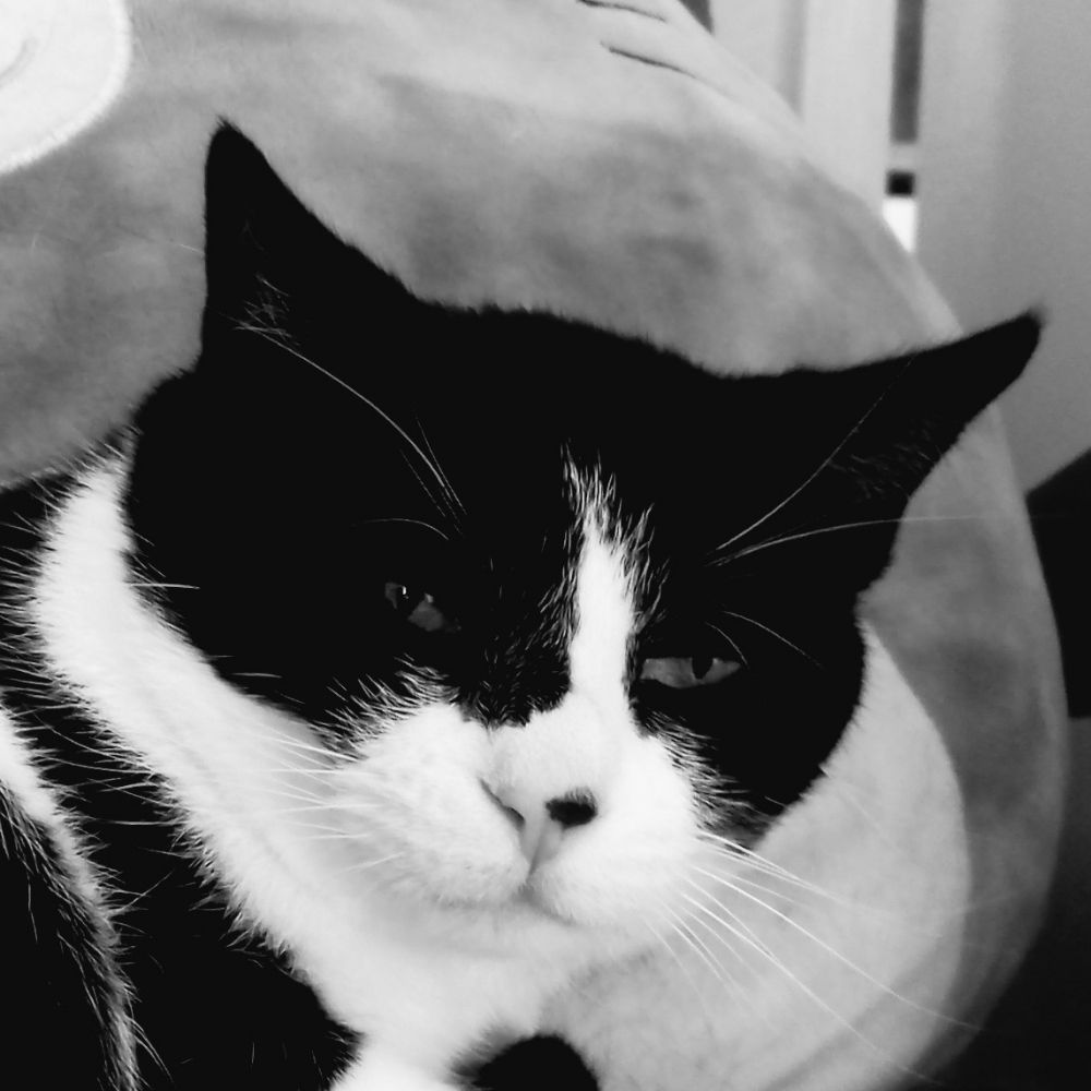 A Cat, Maybe