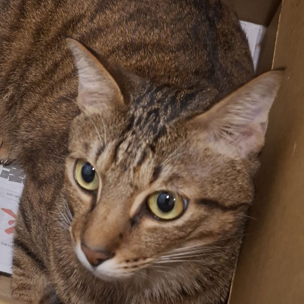 Lazycat_0101