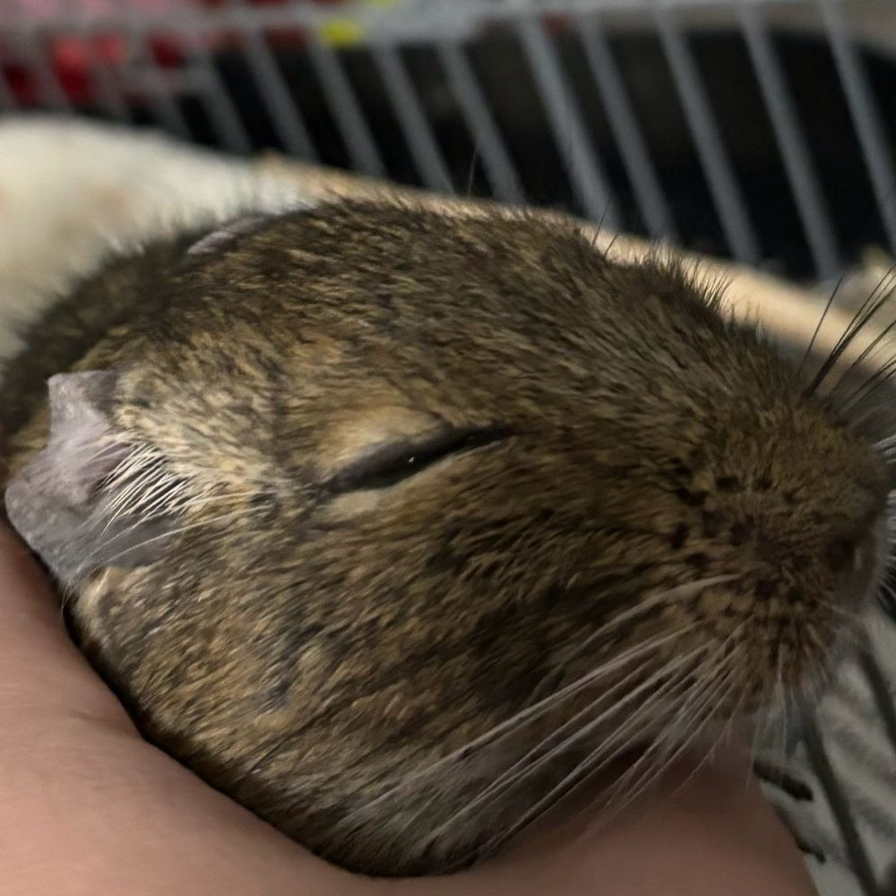 さすけ