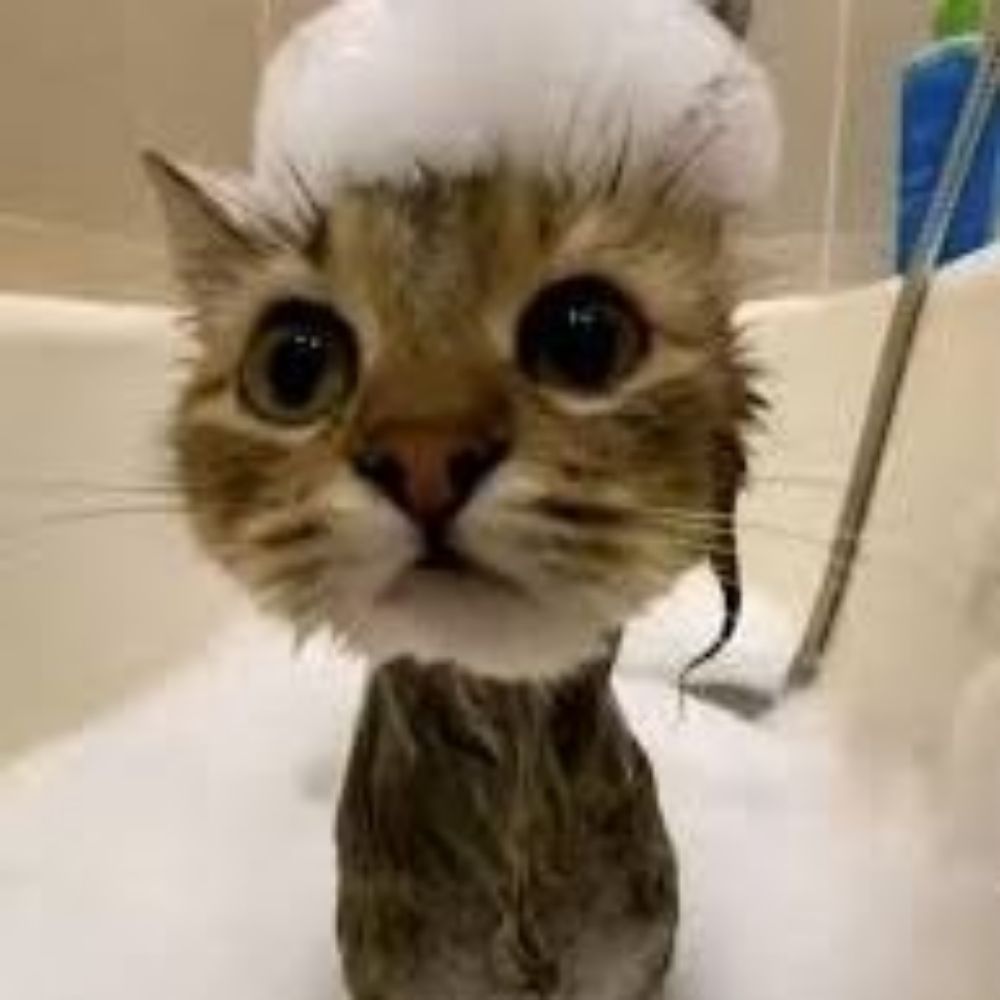 Sparkles The Cat (BAD ASS WARRIOR)