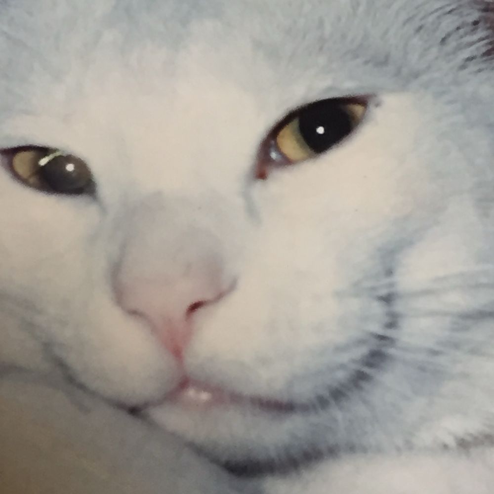 ぽち