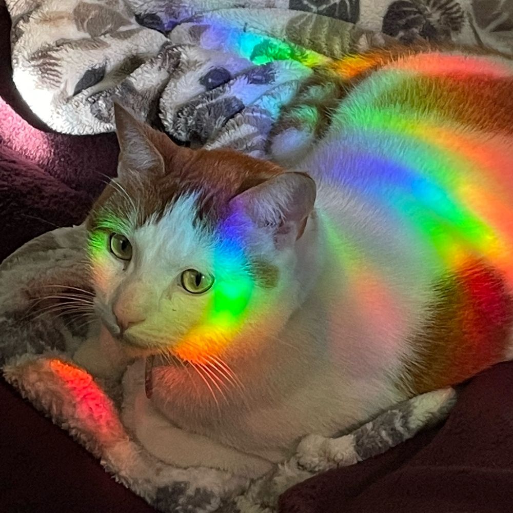 Kass🌈