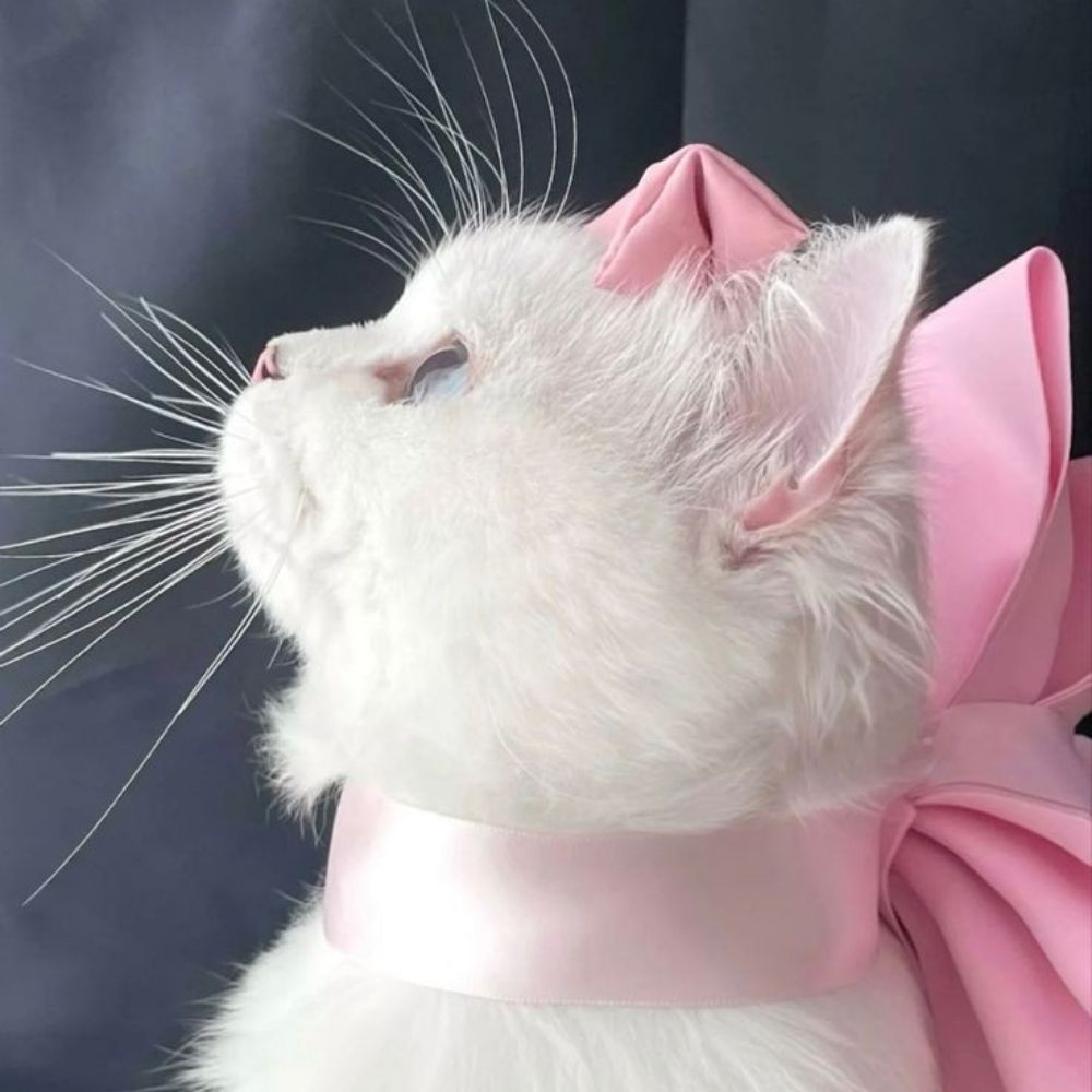 Mimi♡