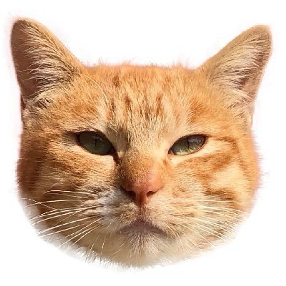 たかねこ