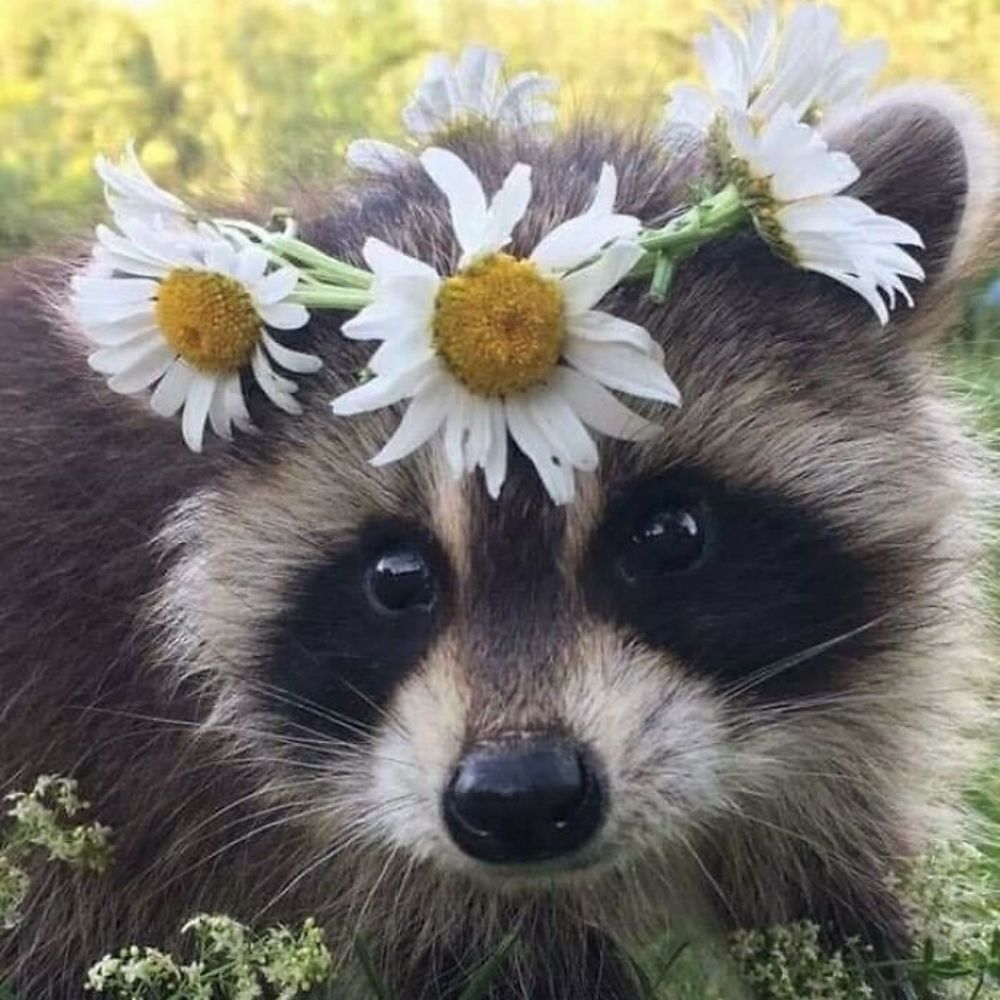 바루 baru