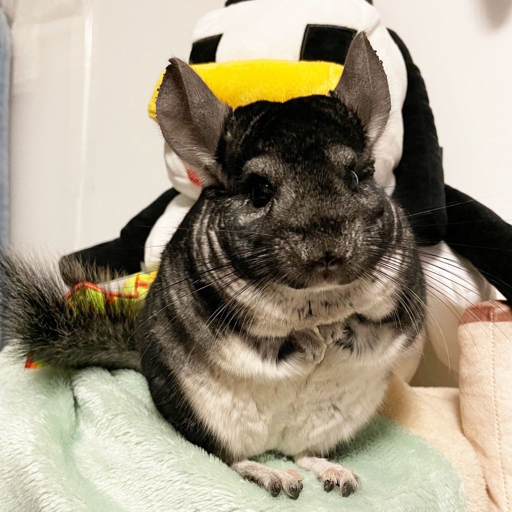 もちとも🐭🍥🍑