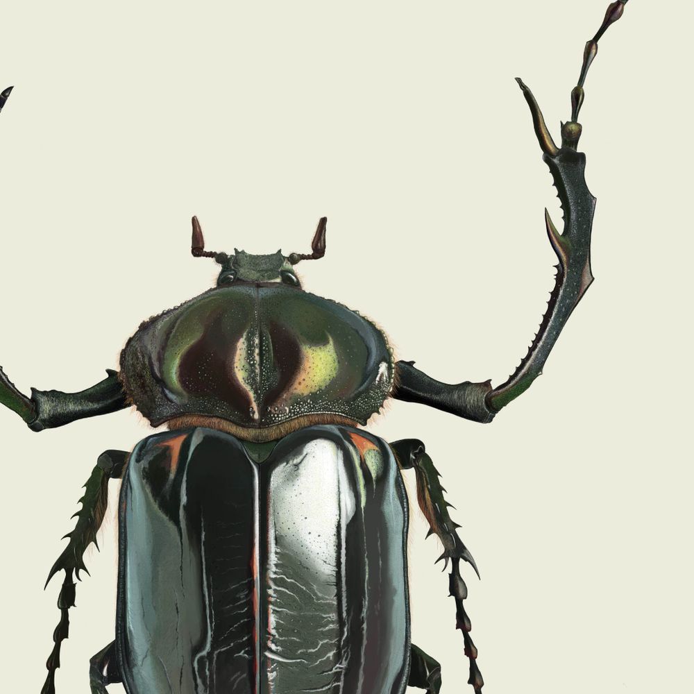 みなみのひげ🐞🌱昆虫画