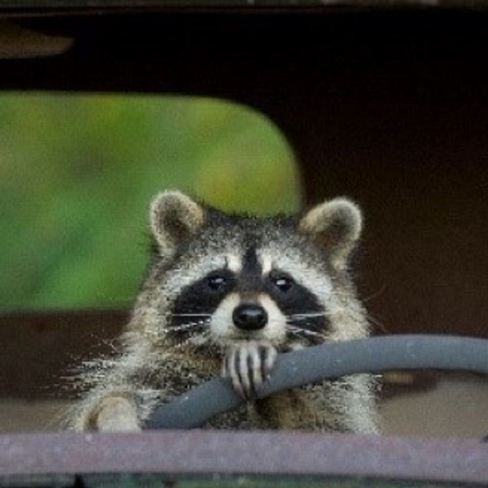 Raccoon 's avatar