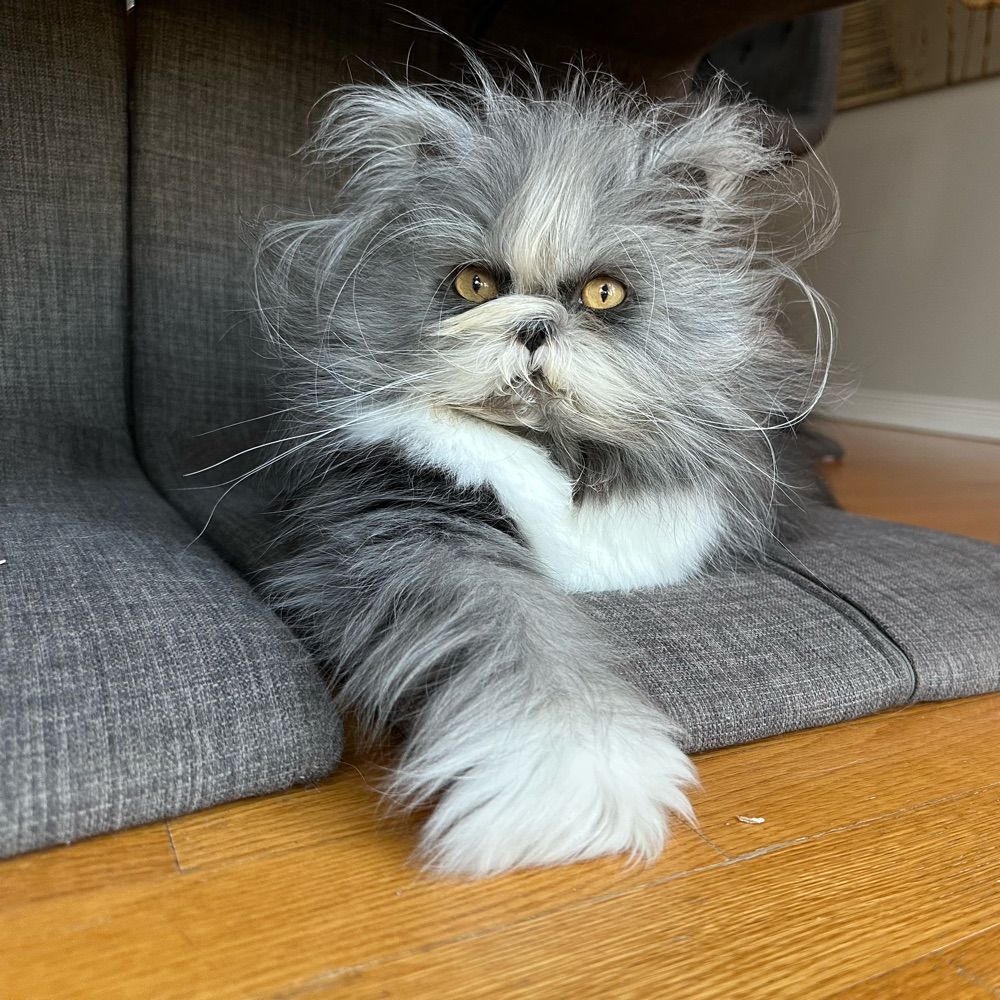 Atchoum the cat