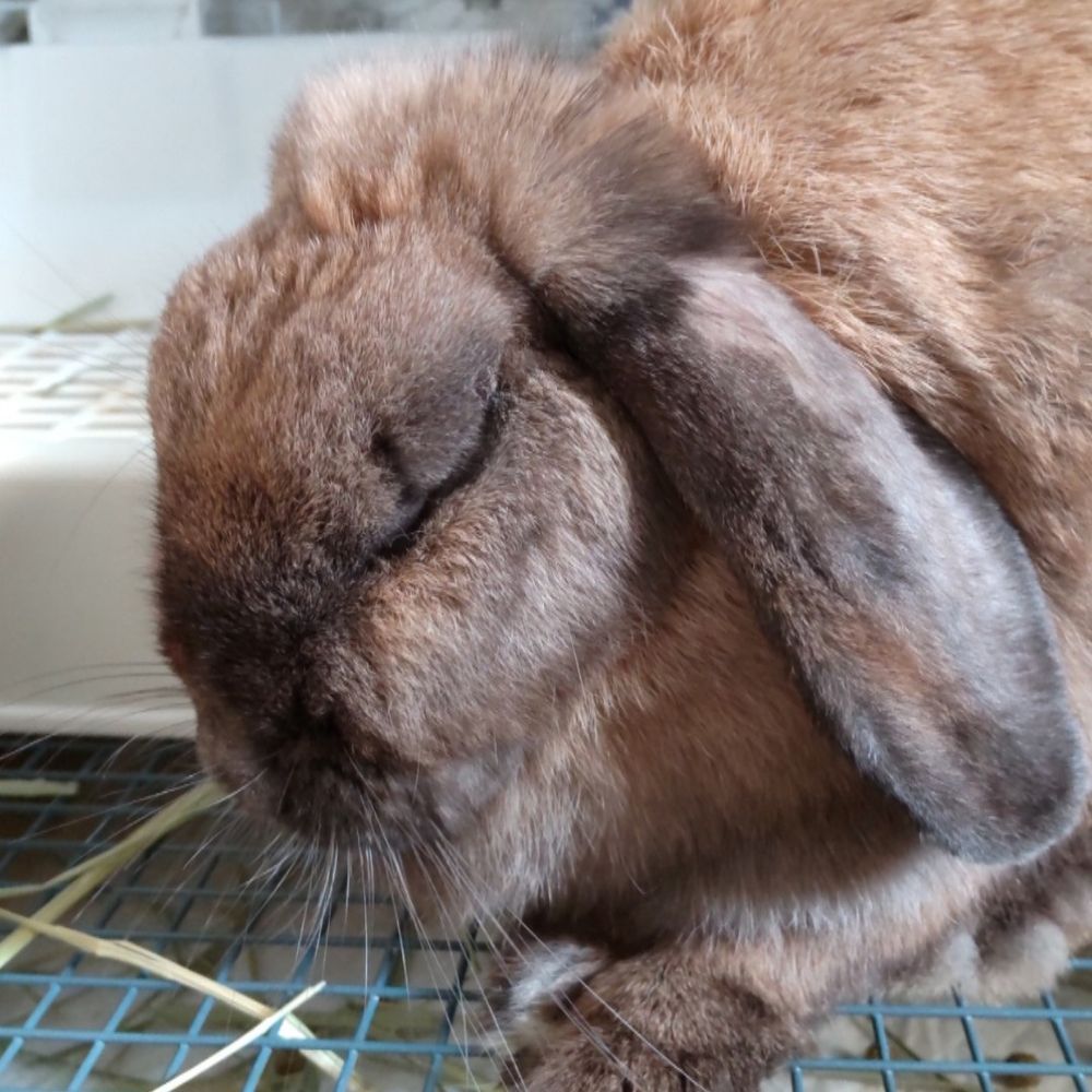 おふとん(さふぇ)