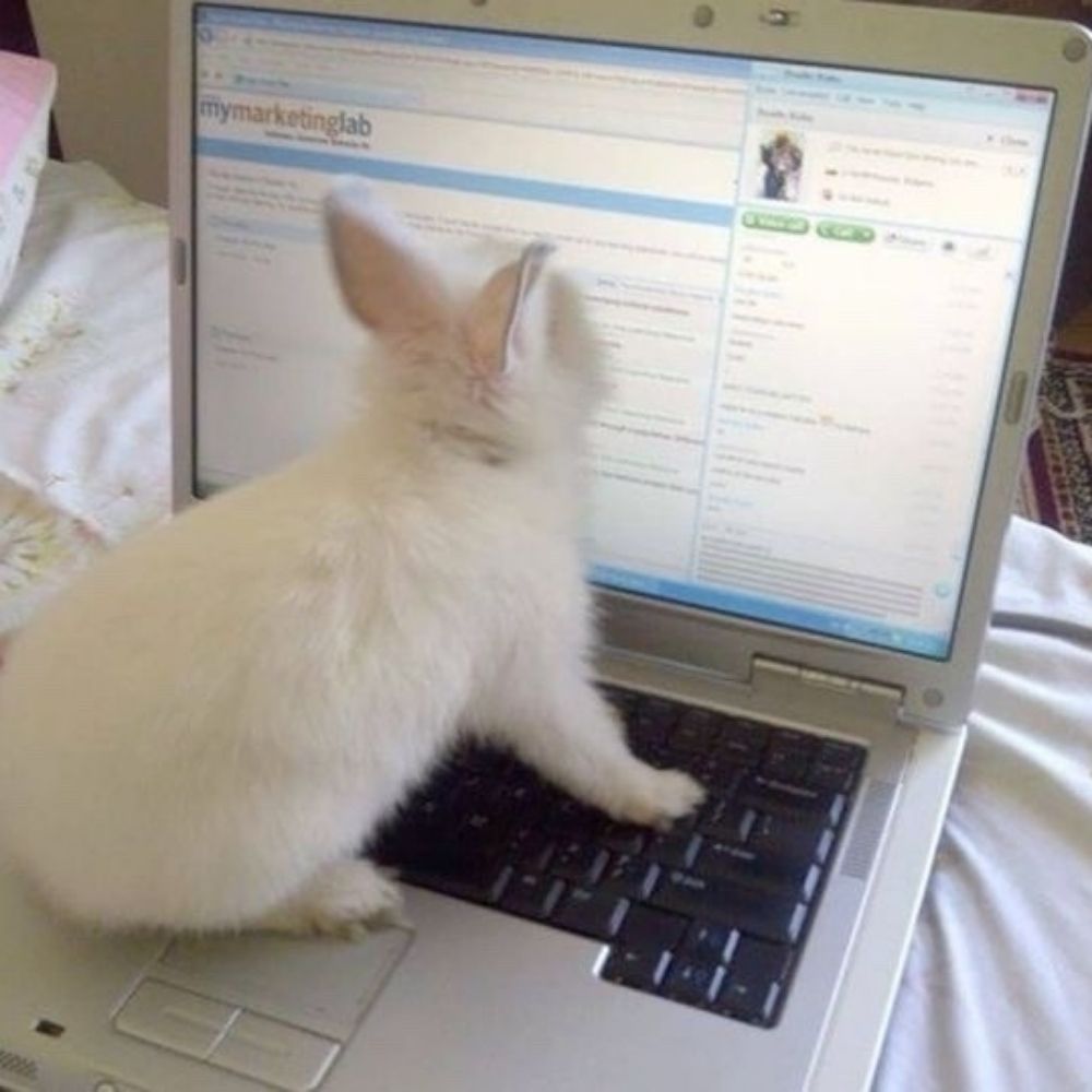 Bunny